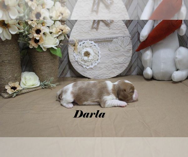 Medium Photo #7 Cavalier King Charles Spaniel Puppy For Sale in CHANUTE, KS, USA