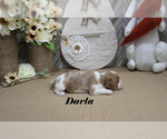 Small #6 Cavalier King Charles Spaniel