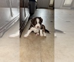 Puppy Brownie Australian Shepherd