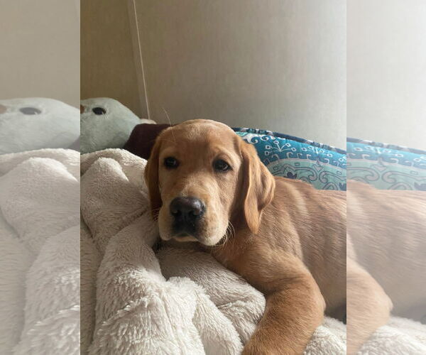 Medium Photo #4 Mutt Puppy For Sale in Lewistown, PA, USA