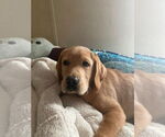 Small #3 Mutt