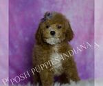 Small #1 Maltipoo (Miniature)