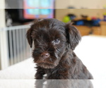 Puppy Crocodile Schnauzer (Miniature)