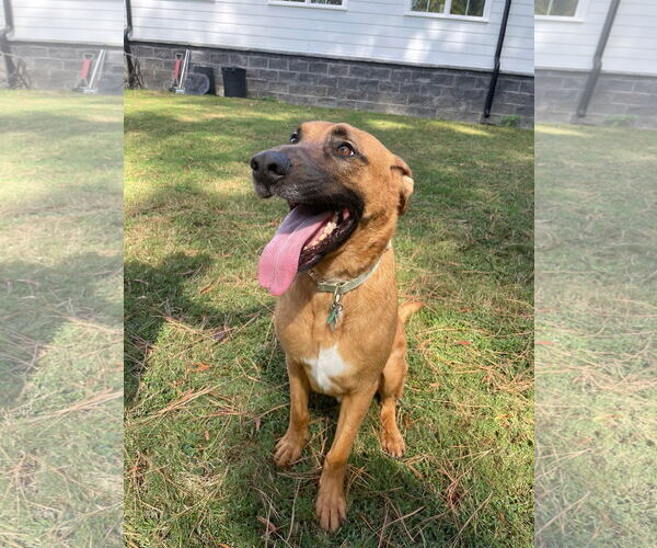 Medium Photo #7 German Shepherd Dog-Unknown Mix Puppy For Sale in Holly Springs, NC, USA