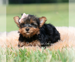 Small Photo #50 Yorkshire Terrier Puppy For Sale in WARSAW, IN, USA