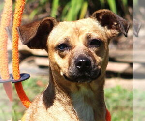 Beagle-Unknown Mix Dogs for adoption in Canton, CT, USA