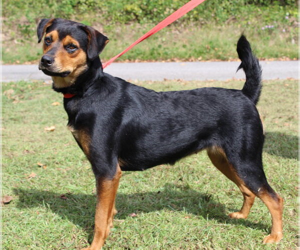 Medium Photo #2 Rottweiler-Unknown Mix Puppy For Sale in Prattville, AL, USA