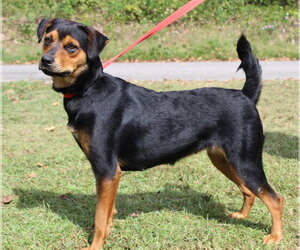 Wonder 44450 - Female Rottweiler-Unknown Mix Dog for Adoption - Photo #2