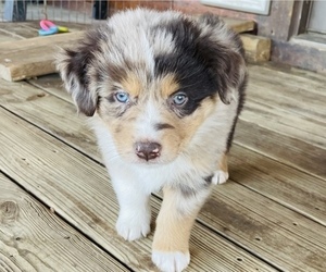Australian Shepherd Puppy for sale in EXETER, MO, USA