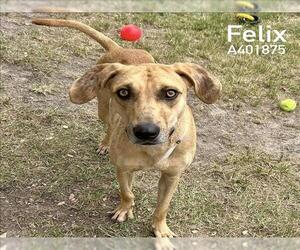 Black Mouth Cur-Catahoula Leopard Dog Mix Dogs for adoption in Conroe, TX, USA