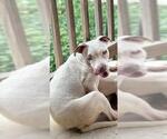 Small American Staffordshire Terrier