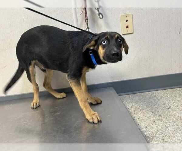 Medium Photo #1 German Shepherd Dog-Unknown Mix Puppy For Sale in Visalia, CA, USA