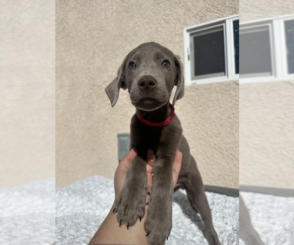 Medium Photo #6 Labrador Retriever Puppy For Sale in RANCHO CUCAMONGA, CA, USA