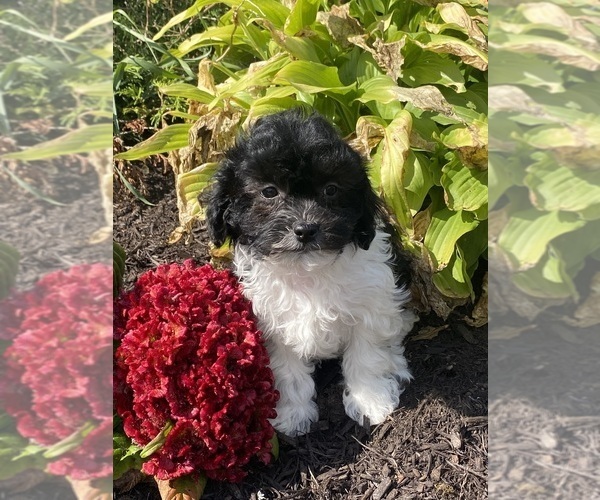Medium Photo #4 Havanese Puppy For Sale in CANOGA, NY, USA