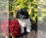 Small #3 Havanese