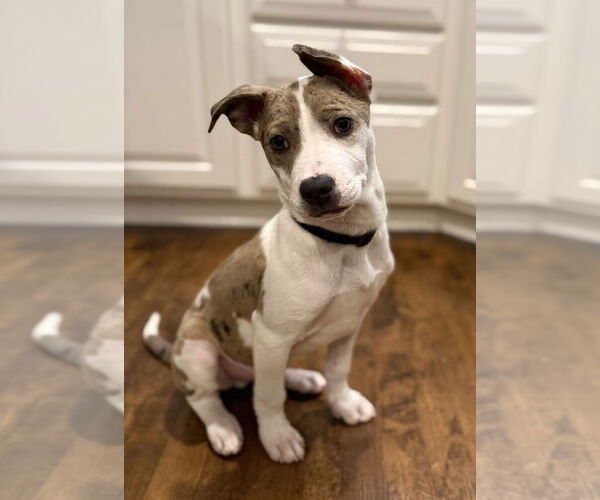 Medium Photo #4 American Pit Bull Terrier-Catahoula Leopard Dog Mix Puppy For Sale in St. Louis Park, MN, USA