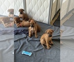 Small #21 Rhodesian Ridgeback