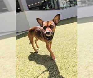 Chihuahua Dogs for adoption in San Martin, CA, USA