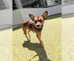 Small Chihuahua