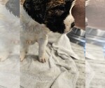 Puppy 3 Saint Bernard