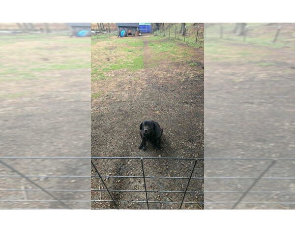 Medium Photo #3 Labrador Retriever Puppy For Sale in Cromwell, KY, USA