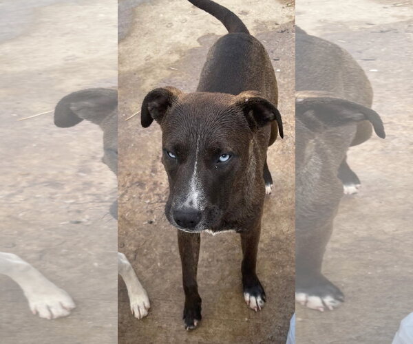Medium Photo #8 American Staffordshire Terrier-Unknown Mix Puppy For Sale in Tracy City, TN, USA