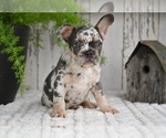 Image preview for Ad Listing. Nickname: Max