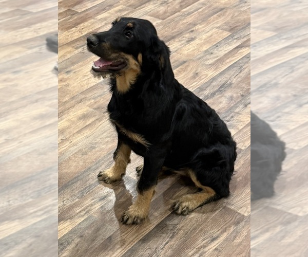 Medium Photo #7 Bernedoodle-Leonberger Mix Puppy For Sale in LITTLE ROCK, AR, USA