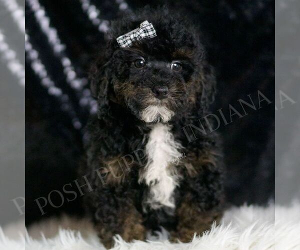 Medium Photo #5 Poodle (Toy) Puppy For Sale in WARSAW, IN, USA