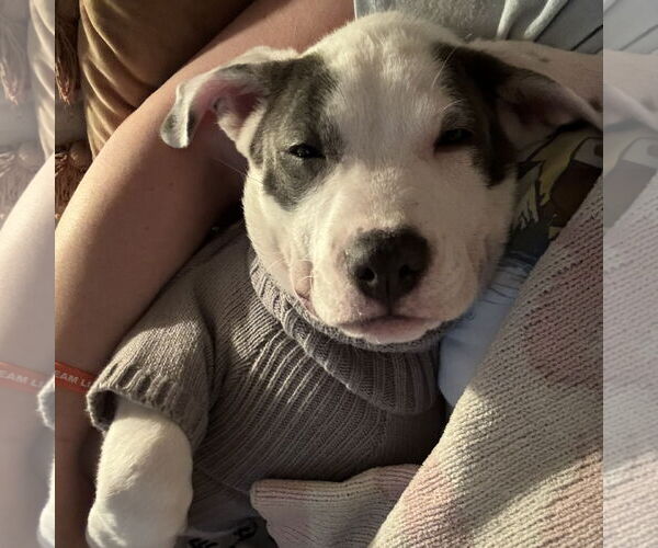 Medium Photo #11 Mutt Puppy For Sale in Fargo, ND, USA