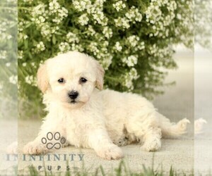 Bichpoo Puppy for sale in GORDONVILLE, PA, USA