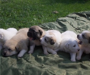 Anatolian Shepherd-Great Pyrenees Mix Puppy for Sale in WINTERSET, Iowa USA