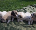 Small Anatolian Shepherd-Great Pyrenees Mix
