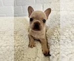 Puppy Puppy 2 French Bulldog