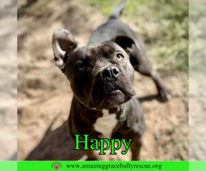 Happy - Female American Pit Bull Terrier-Unknown Mix Dog for Adoption - Photo #5