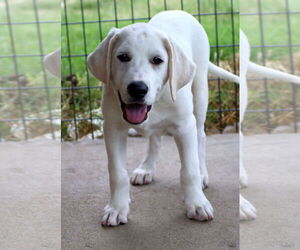 Great Pyrenees-Unknown Mix Dogs for adoption in Green Forest, AR, USA