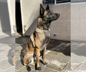 Father of the Belgian Malinois puppies born on 01/01/2023