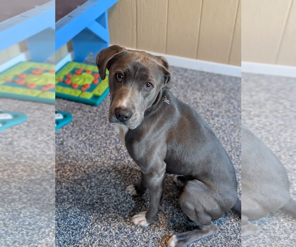 Medium Photo #2 Labrador Retriever-Unknown Mix Puppy For Sale in Holly Springs, NC, USA