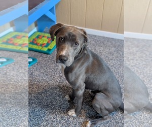 Freddy - Male Labrador Retriever-Rhodesian Ridgeback Mix Dog for Adoption - Photo #2