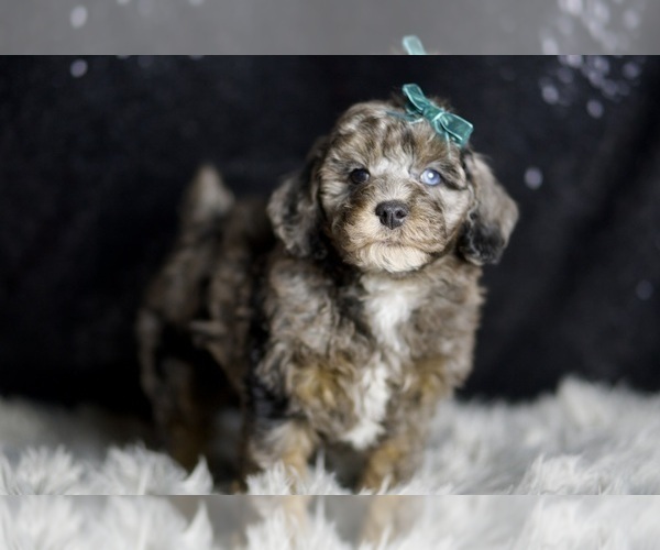 Medium Photo #3 Poodle (Toy) Puppy For Sale in WARSAW, IN, USA