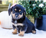 Puppy Coco Dorgi