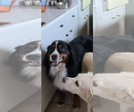 Small #6 Bernese Mountain Dog