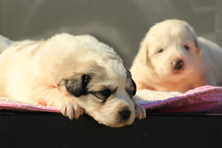 Great Pyrenees Puppy for sale in GRANDVIEW, TX, USA