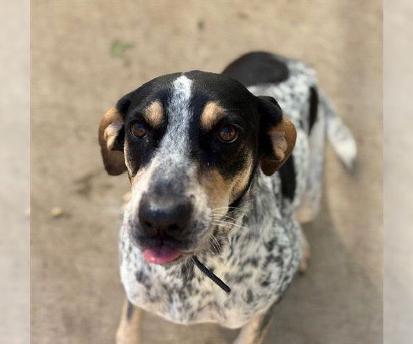 Medium Photo #1 English Coonhound-Unknown Mix Puppy For Sale in Tulsa, OK, USA