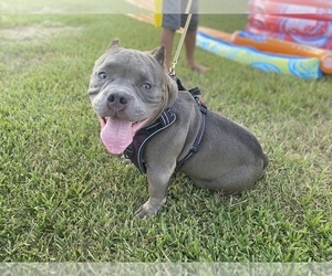 American Bully Dog for Adoption in RICHMOND, Texas USA
