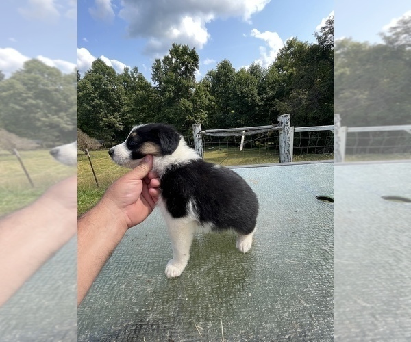 Medium Photo #1 Border Collie Puppy For Sale in OLIVE HILL, KY, USA