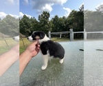 Small Photo #1 Border Collie Puppy For Sale in OLIVE HILL, KY, USA