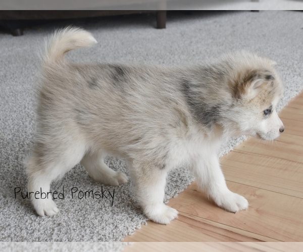 Medium Photo #4 Pomsky Puppy For Sale in KANSAS CITY, MO, USA