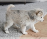 Small #3 Pomsky