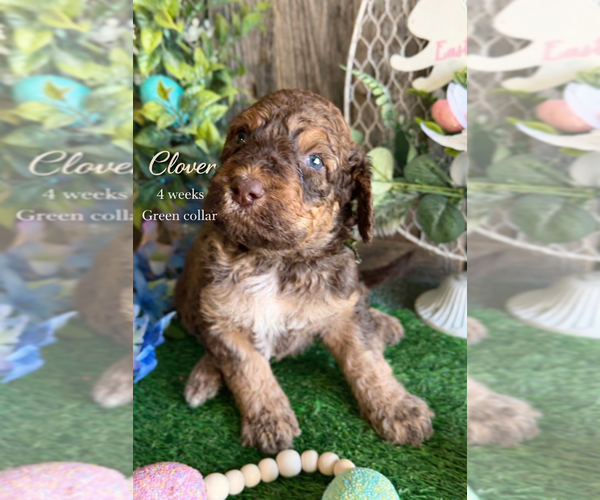 Medium Photo #1 Saint Berdoodle Puppy For Sale in PAW PAW, MI, USA